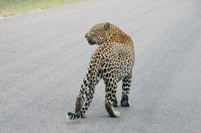 Leopard - Kruger National Park