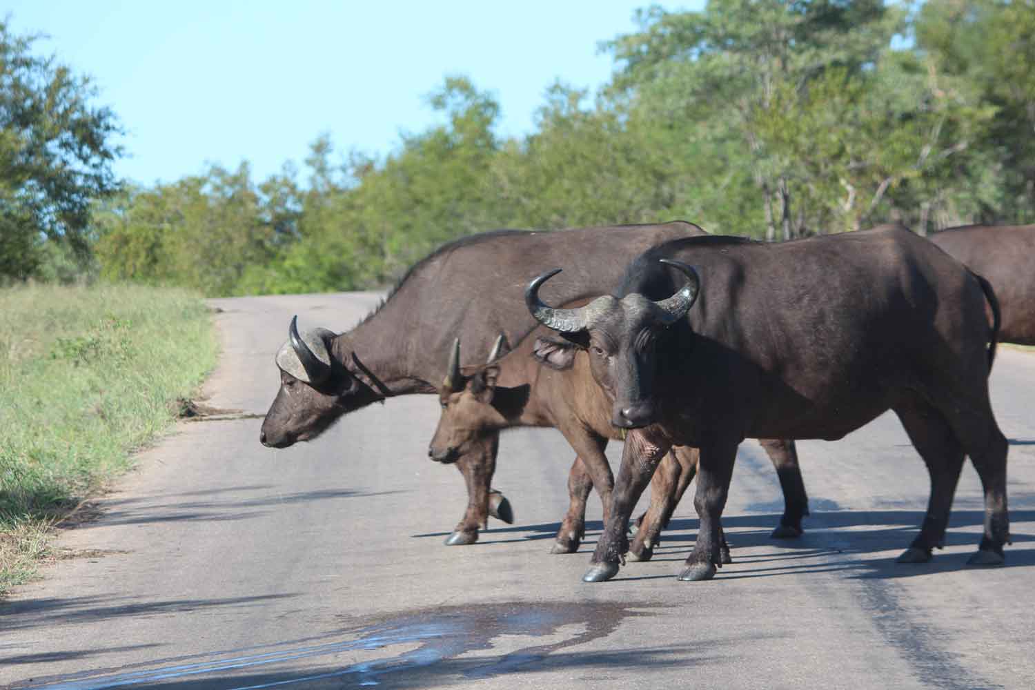 Cape Buffalo