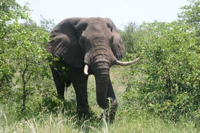 Kruger National Park