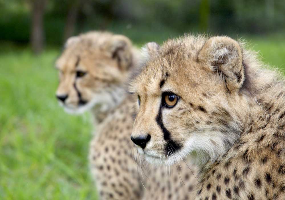 Cheetah Cubs