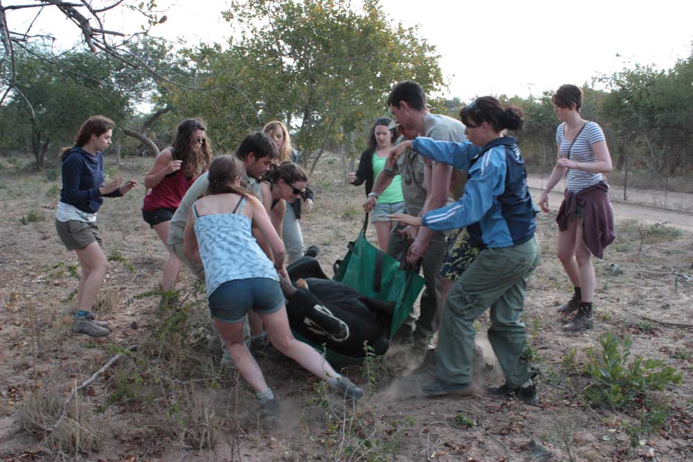 Working with animals in the African Bush