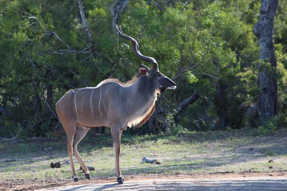 Kudu