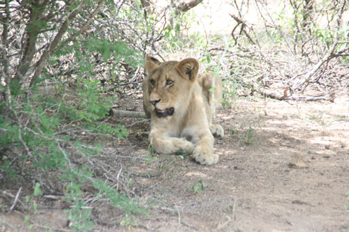 Kruger National Park