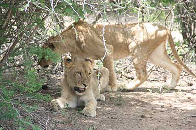 African Wildlife