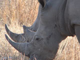 White Rhino